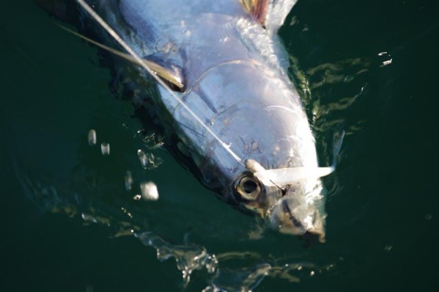 Exmouth: Gulf Longtail Tuna on McArthy Finesse Minnow 5", May 2010